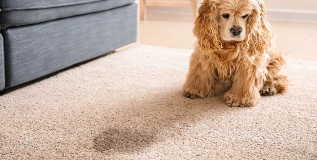 pet stain cleaning